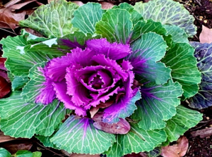 Potted Lettuce